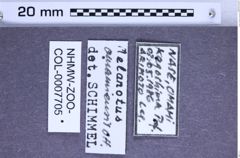 Etiketten zu Melanotus amamiensis (NHMW-ZOO-COL-0007705)